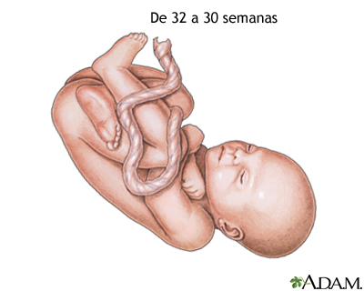 Feto de 30 a 32 semanas