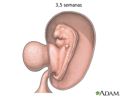 Feto de 3,5 semanas