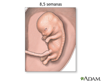 Feto de 8,5 semanas