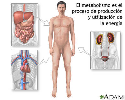 Metabolismo