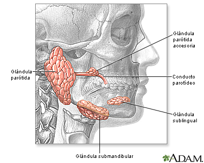 Glándulas de la cabeza y el cuello