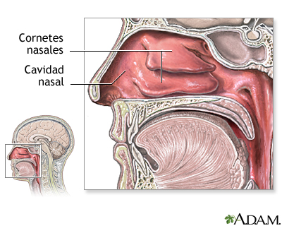 Anatomía nasal