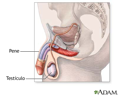 Sistema reproductor masculino