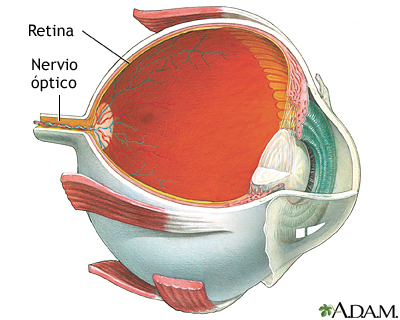 Retina