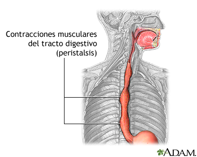 Peristalsis