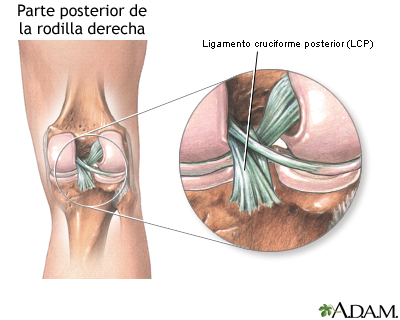 Ligamento cruciforme posterior de la rodilla