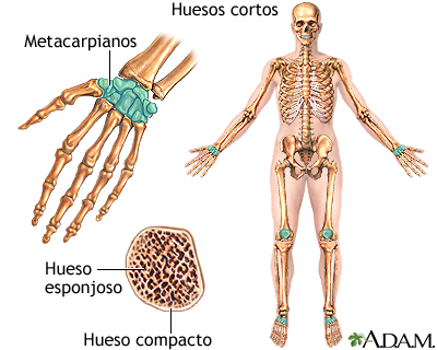 Huesos cortos