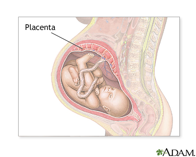 Placenta