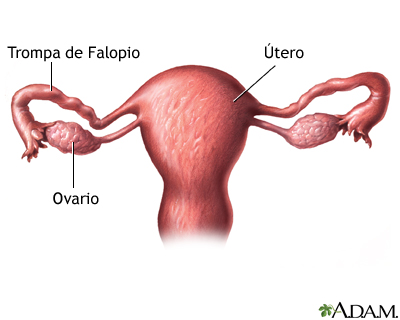 Anatomía uterina