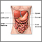 Abdominal exploration - series