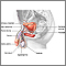 Anatomía reproductiva masculina