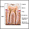 Tooth anatomy