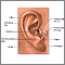 Medical findings based on ear anatomy