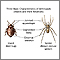 Arthropods, basic features