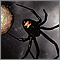 Black widow spider