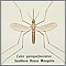 Mosquito, adult