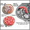 Anatomy of a normal placenta