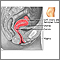 Side sectional view of female reproductive system