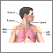 Normal lung anatomy