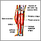 Lower leg muscles