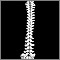 Vertebral column