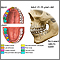 Development of permanent teeth