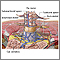 Meninges of the spine