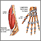 Tendon vs. ligament