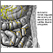 Autonomic Nerves