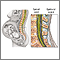 Epidural - series