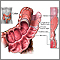 Structure of the colon