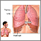 Diaphragm and lungs