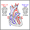 Circulation of blood through the heart