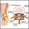 Intervertebral disk