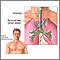 Mediastinum