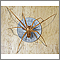 Brown recluse spider