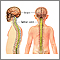 Central nervous system