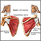 Rotator cuff muscles