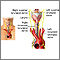 Nerves of the larynx