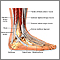 Ankle anatomy