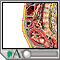 Fetal development - interactive tool