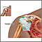 Rotator cuff repair - series