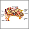 Ear anatomy