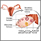 Follicle development