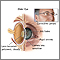 Aged eye anatomy