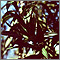 Oleander (Nerium oleander)