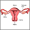 Normal uterine anatomy (cut section)