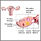 Follicle development