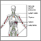 Immune system structures