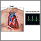 Electrocardiograma (ECG)